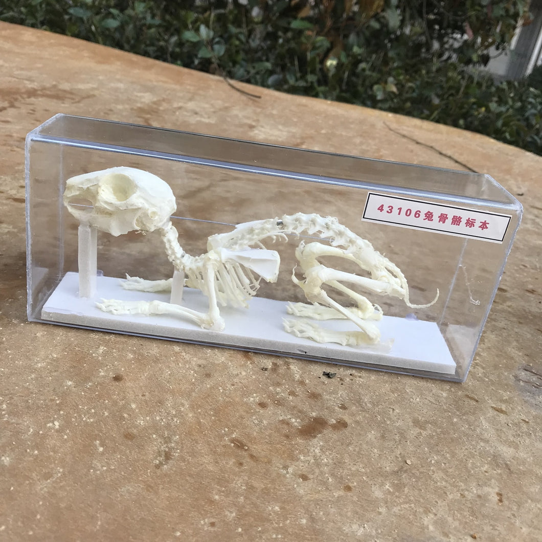 Rabbit Skeleton Taxidermy