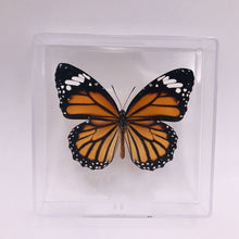 Load image into Gallery viewer, Real Butterfly Specimens
