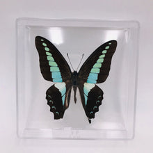 Load image into Gallery viewer, Real Butterfly Specimens
