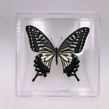 Load image into Gallery viewer, Real Butterfly Specimens

