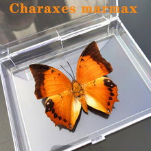 Load image into Gallery viewer, Real Butterfly Specimens
