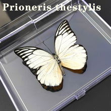 Load image into Gallery viewer, Real Butterfly Specimens
