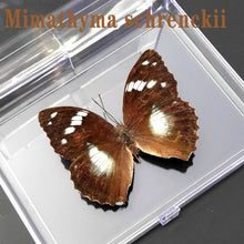 Load image into Gallery viewer, Real Butterfly Specimens
