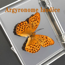 Load image into Gallery viewer, Real Butterfly Specimens

