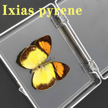 Load image into Gallery viewer, Real Butterfly Specimens
