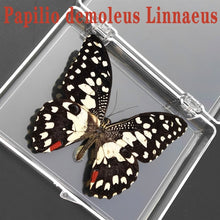 Load image into Gallery viewer, Real Butterfly Specimens
