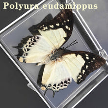 Load image into Gallery viewer, Real Butterfly Specimens

