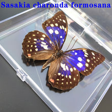 Load image into Gallery viewer, Real Butterfly Specimens
