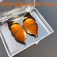 Load image into Gallery viewer, Real Butterfly Specimens
