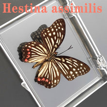 Load image into Gallery viewer, Real Butterfly Specimens
