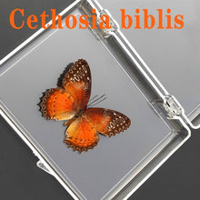 Load image into Gallery viewer, Real Butterfly Specimens
