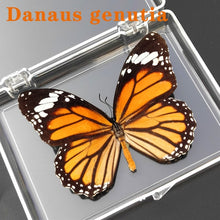 Load image into Gallery viewer, Real Butterfly Specimens
