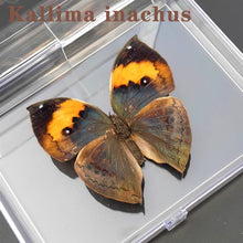 Load image into Gallery viewer, Real Butterfly Specimens
