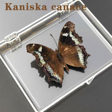 Load image into Gallery viewer, Real Butterfly Specimens
