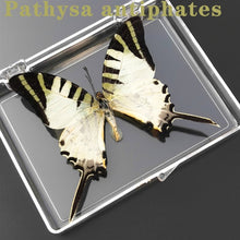 Load image into Gallery viewer, Real Butterfly Specimens
