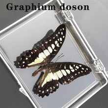 Load image into Gallery viewer, Real Butterfly Specimens
