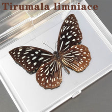 Load image into Gallery viewer, Real Butterfly Specimens
