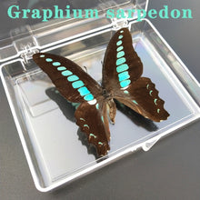 Load image into Gallery viewer, Real Butterfly Specimens
