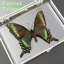 Load image into Gallery viewer, Real Butterfly Specimens

