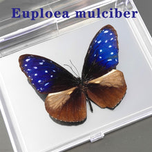 Load image into Gallery viewer, Real Butterfly Specimens
