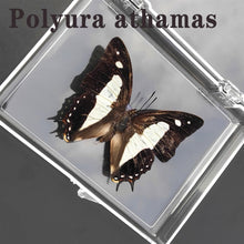 Load image into Gallery viewer, Real Butterfly Specimens
