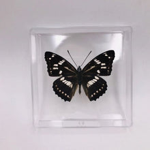 Load image into Gallery viewer, Real Butterfly Specimens

