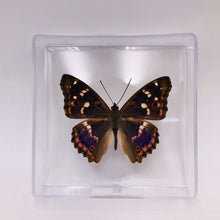 Load image into Gallery viewer, Real Butterfly Specimens
